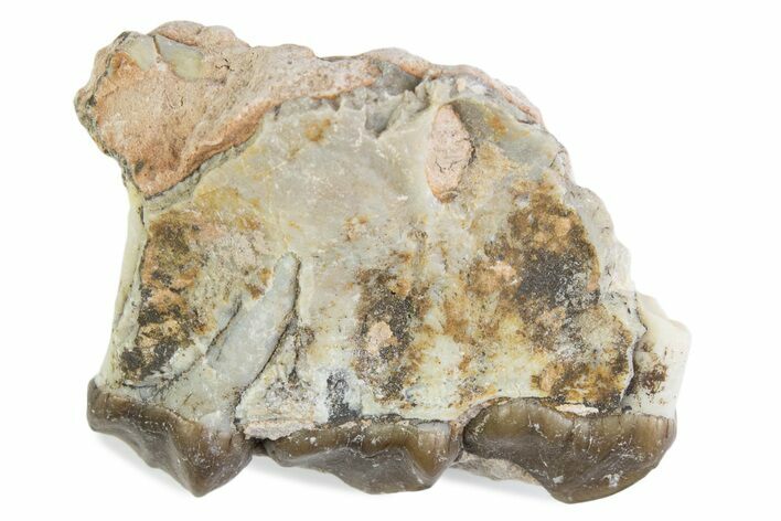 Fossil Oreodont (Merycoidodon) Jaw Section - South Dakota #375516